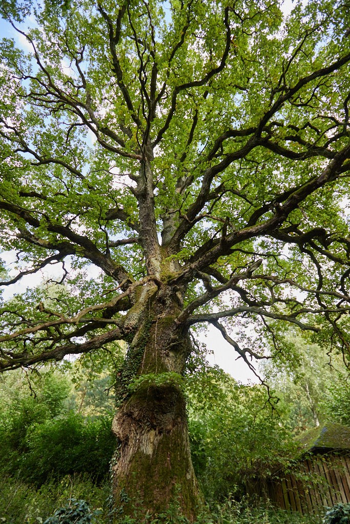 natur pur finden sie rund um das forsthaus