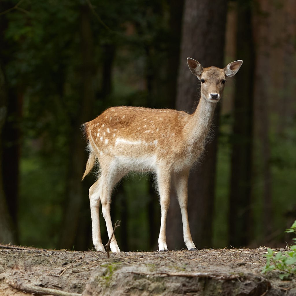 direkt neben dem forsthaus finden sie das wildgehege mit damwild