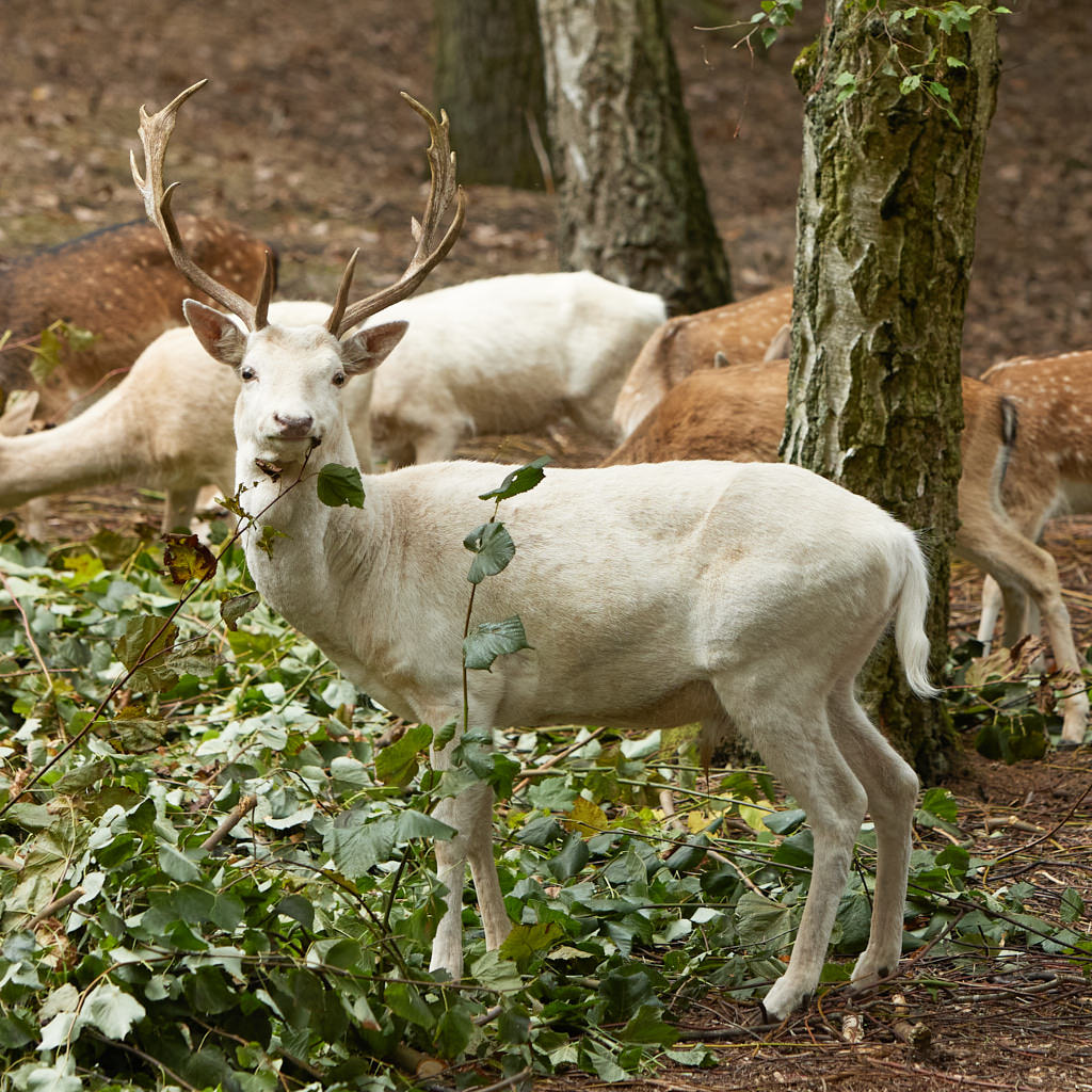 direkt neben dem forsthaus finden sie das wildgehege mit damwild